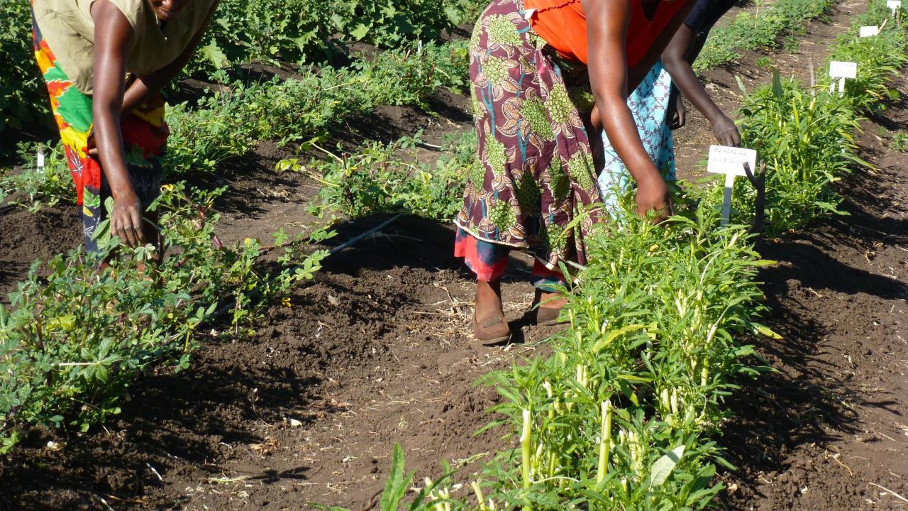 is food science and processing technology marketable in kenya